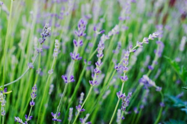 Quelle est la différence entre la lavande et la lavande violette?